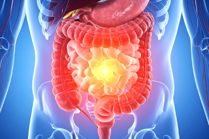 Salud intestinal y envejecimiento saludable